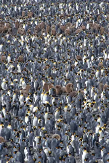 King penguin (Aptenodytes patagonicus) breeding colony, Salisbury Plain, South Georgia