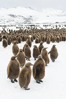 King penguin (Aptenodytes patagonicus) chicks gathered in a creche, Fortuna Bay