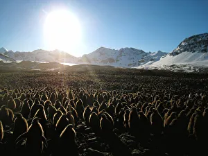 King penguin (Aptenodytes patagonicus) chicks in mass breeding colony, St Andrews Bay