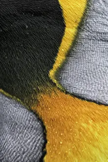 Sphenisciformes Prints: King penguin (Aptenodytes patagonicus) close up of skin colouration