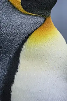 Sphenisciformes Prints: King penguin (Aptenodytes patagonicus) close-up portrait of body