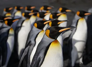Aptenodytes Patagonicus Gallery: King penguin (Aptenodytes patagonicus) colony. Right Whale Bay, South Georgia. September