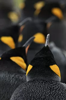 Aptenodytes Patagonicus Gallery: King penguin (Aptenodytes patagonicus) colony, Volunteer Point, East Falkland, Falkland Islands