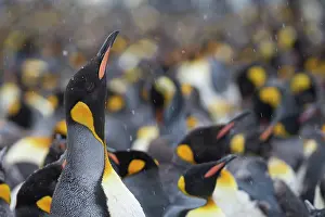 Sphenisciformes Prints: King penguin (Aptenodytes patagonicus) colony, Gold Harbour, South Georgia