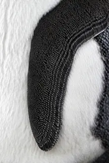 Sphenisciformes Prints: King penguin (Aptenodytes patagonicus) flipper detail, Fortuna Bay, South Georgia