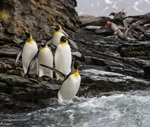 King penguin (Aptenodytes patagonicus) group on rocks, jumping into South Atlantic