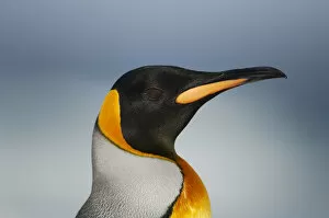 Penguins Gallery: King penguin {Aptenodytes patagonicus} head profile, Falkland Islands