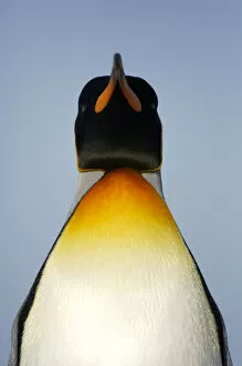 Aptenodytes Patagonicus Gallery: King penguin {Aptenodytes patagonicus} portrait, Falkland Islands