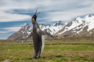 King penguin (Aptenodytes patagonicus) vocalising with mountains behind, Fortuna Bay, South Georgia