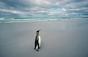Penguins Prints: King penguin alone on beach {Aptenodytes patagoni} Falkland Islands