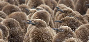Aptenodytes Patagonicus Gallery: King Penguin chicks (Aptenodytes patagonicus) huddling together in blowing snow for