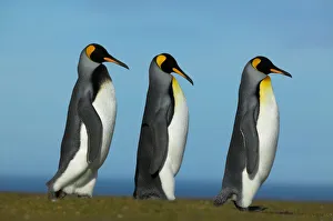 King penguin courtship (Aptenodytes patagonicus) Falkland Islands