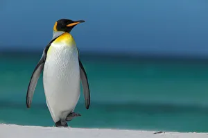 King penguin walking on beach (Aptenodytes patagonicus) Falkland Islands