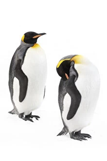 2019 June Highlights Gallery: King penguins 1+Aptenodytes patagonicus+1. Grytviken, South Georgia. November