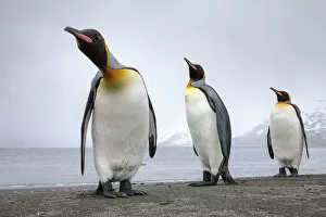 Aptenodytes Patagonicus Gallery: King penguins 1+Aptenodytes patagonicus+1 group of three on the shore, St. Andrews Bay