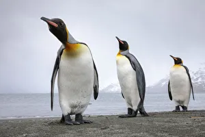 King penguins 1+Aptenodytes patagonicus+1 group of three on the shore, St. Andrews Bay