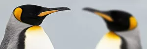 King Penguins (Aptenodytes patagonicus) head portraits, on the beach at Salisbury Plain