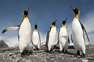 Images Dated 26th January 2010: Five King Penguins (Aptenodytes patagonicus) standing together on the beach at Salisbury Plain