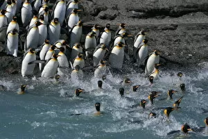 Images Dated 8th October 2008: King penguins (Aptenodytes patagonicus) crossing water to reach breeding site, South Georgia