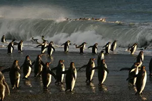 Images Dated 20th September 2008: King penguins (Aptenodytes patagonicus) heading out to sea, crossing tidal surf to