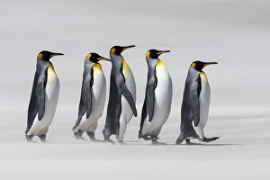 King penguins (Aptenodytes patagonicus) walking in line on a windy beach. Sanders Island