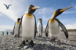 Aptenodytes Patagonicus Gallery: King penguins (Aptenodytes patagonicus) on the beach at Salisbury Plain
