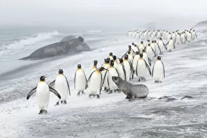 Aptenodytes Patagonicus Gallery: King Penguins (Aptenodytes patagonicus) approached by an Antarctic Fur Seal