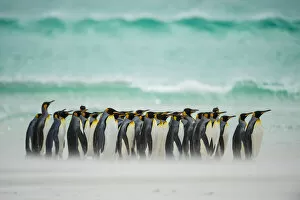 King penguins (Aptenodytes patagonicus) group walking along beach in front of wave