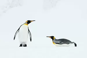 Aptenodytes Patagonicus Gallery: King penguins (Aptenodytes patagonicus) walk back to their breeding colony