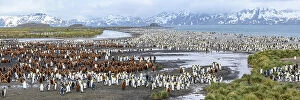 Calm Coasts Collection: King penguins (Aptenodytes patagonicus) breeding colony with adults and juveniles