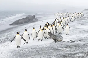 Arctocephalus Prints: King Penguins (Aptenodytes patagonicus) approached by an Antarctic Fur Seal