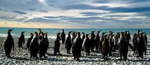 King penguins (Aptenodytes patagonicus) on beach, South Georgia