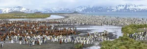 Panorama Prints: King penguins (Aptenodytes patagonicus) breeding colony with adults and juveniles