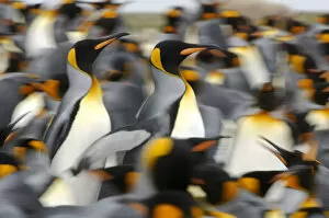 Penguins Collection: King penguins (Aptenodytes patagonicus) colony, Antarctica