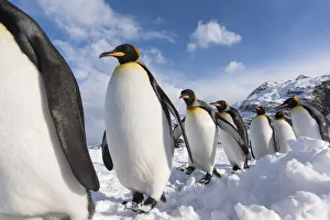 King penguins (Aptenodytes patagonicus) commute along a path in the snow