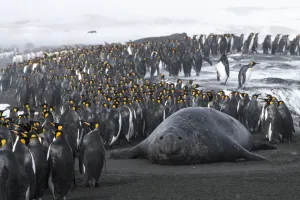 Mirounga Prints: King penguins (Aptenodytes patagonicus) congregate on the beach