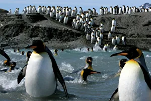 King penguins (Aptenodytes patagonicus) crossing water to reach breeding site, South Georgia