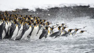 King penguins (Aptenodytes patagonicus) gather in a tight group, as they go to sea