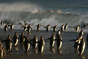 King penguins (Aptenodytes patagonicus) heading out to sea, crossing tidal surf to
