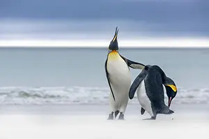 Sphenisciformes Prints: Two King penguins (Aptenodytes patagonicus) interacting on beach against a stormy sky