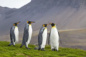 Penguin Prints: Four King penguins (Aptenodytes patagonicus) in light drizzle, St Andrews Bay