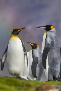 Three King penguins (Aptenodytes patagonicus) in light drizzle with a faint rainbow