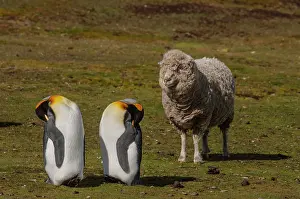 Two King penguins (Aptenodytes patagonicus patagonicus) resting side by side on grassland with a sheep behind. Their colony is on a working sheep farm