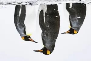 Three Prints: Three King penguins (Aptenodytes patagonicus) reflections in water