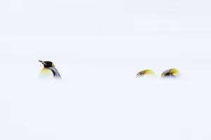 Christmas Prints: Three King penguins (Aptenodytes patagonicus) resting in snowy conditions, South Georgia