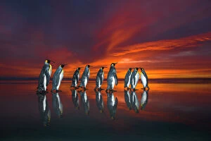 King penguins (Aptenodytes patagonicus) at sunrise, Falklands. Highly honoured in the Ocean View Category of