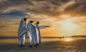 Aptenodytes Patagonicus Gallery: King penguins (Aptenodytes patagonicus) at sunrise