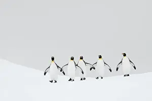 Striking Scene Prints: King penguins (Aptenodytes patagonicus) walking back to their breeding colony