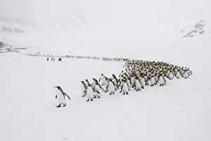 King penguins (Aptenodytes patagonicus) walking from their breeding colony to Right