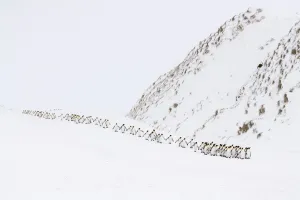 King penguins (Aptenodytes patagonicus) walking to the ocean in a winding column